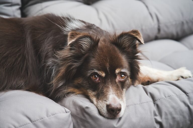 La tolérance à la solitude chez le chien est un spectre
