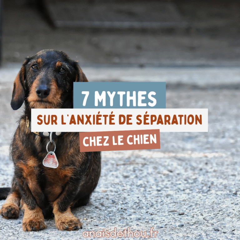 7 mythes sur l’anxiété de séparation chez le chien