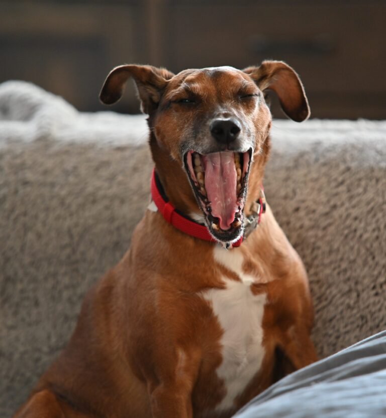 Mon chien ne peut pas rester seul ailleurs que chez moi: à l&rsquo;aide !