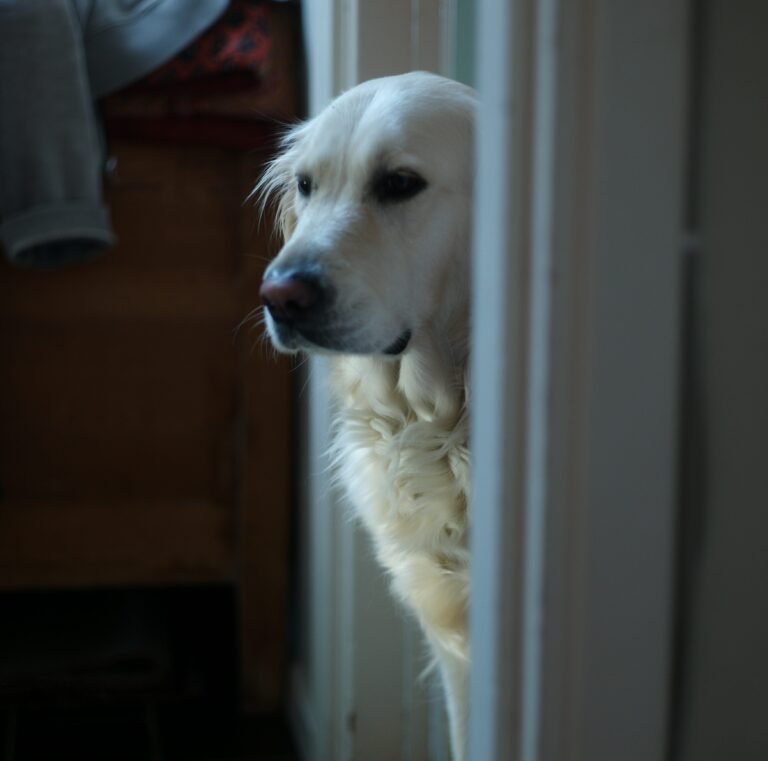 Mon chien pleure quand je suis aux toilettes: à l&rsquo;aide !