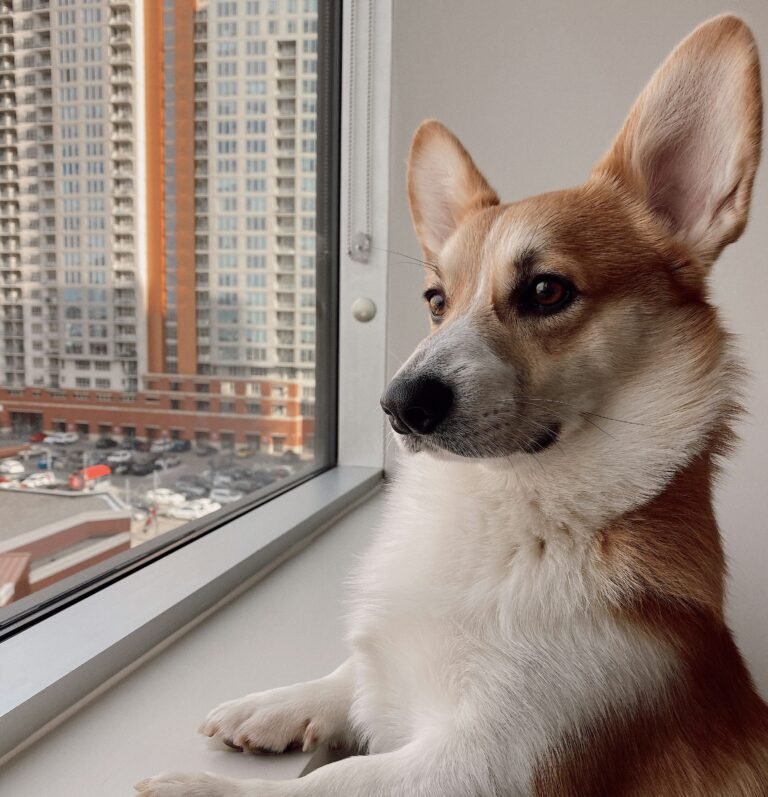 Mon chien me suit partout: à l&rsquo;aide !